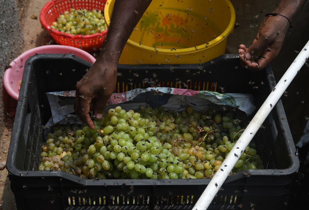 In this picture taken on September 2, 2019 a vendor arranges grapes as flies swarm around his cart in a slum area in Karachi. u00e2u20acu201d AFP pic       