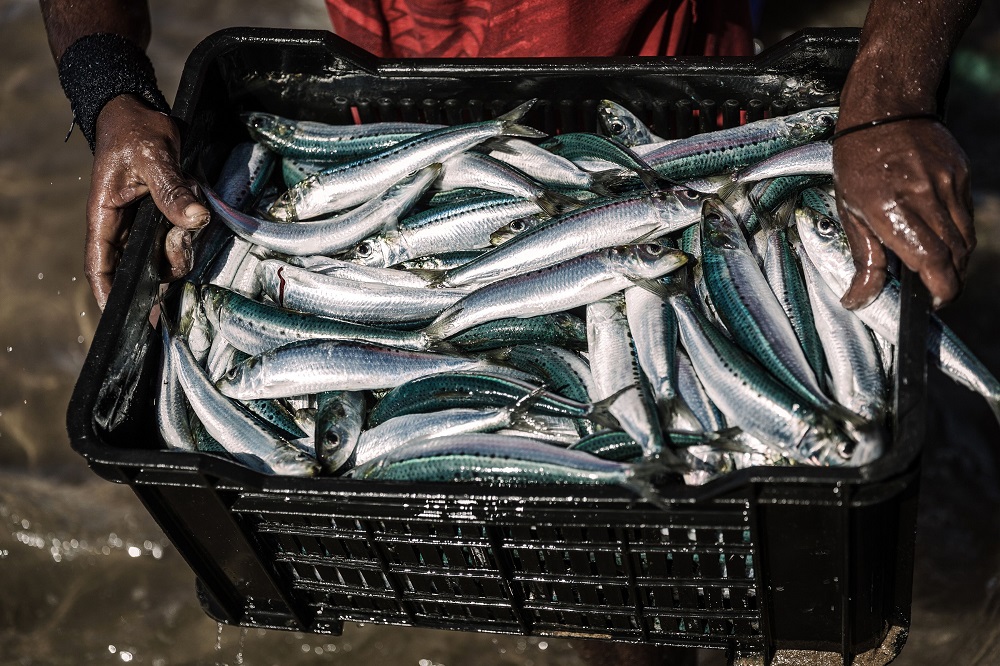 A fisherman carries a fresh crate of sardines at the Amanzimtoti beach, south of Durban, South Africa July 3, 2019. u00e2u20acu201d AFP pic        