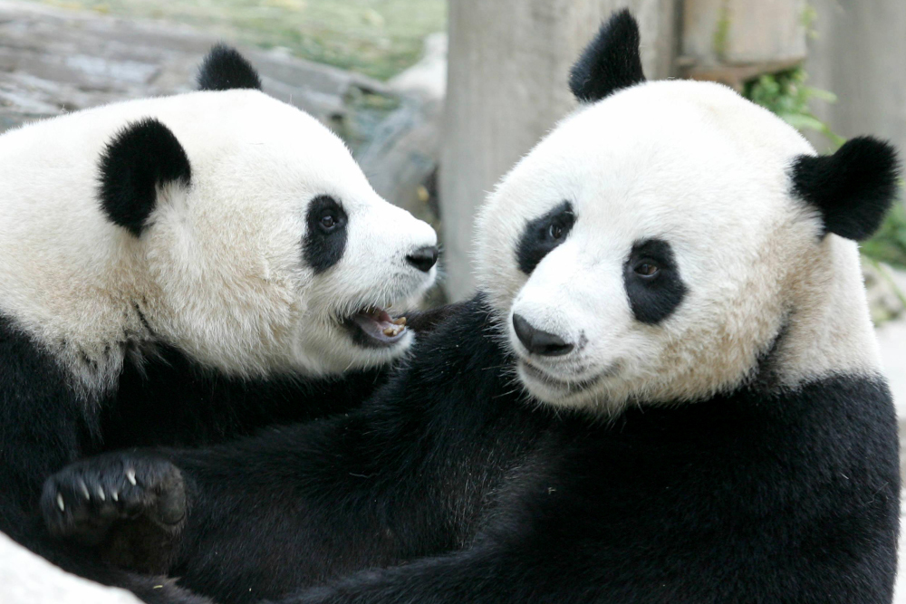 In this file photo taken September 03, 2005, two giant pandas on loan to Thailand from China, Chuang Chuang and Lin Hui, play together as they stay at Chiang Mai Zoo in northern Thailand. u00e2u20acu201d AFP pic 