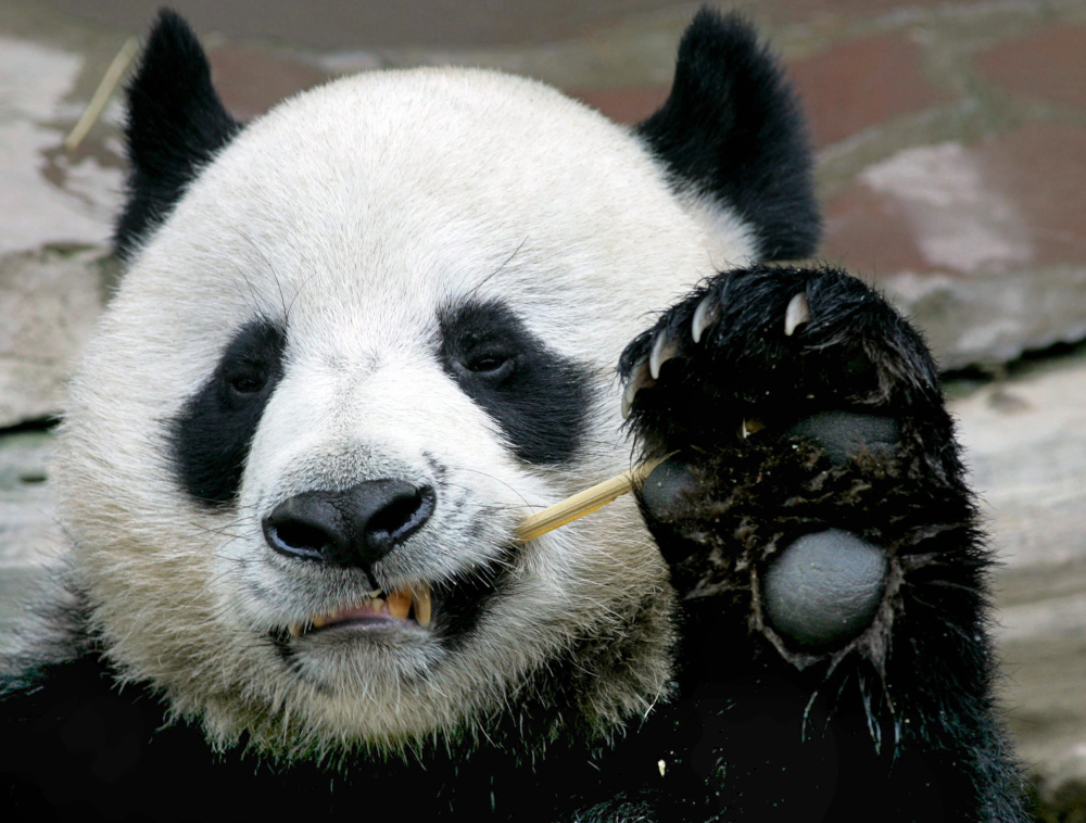 In this file photo taken September 3, 2005, Chuang Chuang, a giant panda on loan to Thailand from China, eats bamboo at the Chiang Mai Zoo in northern Thailand. u00e2u20acu201d AFP pic