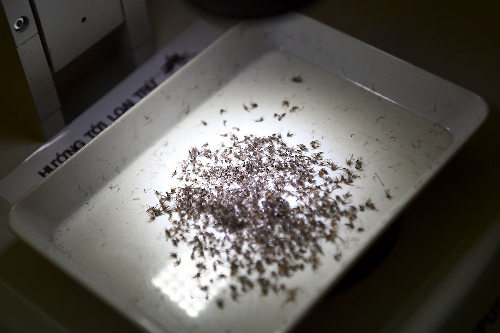 This photo taken on August 21, 2019 shows a tray with mosquito samples at the Pasteur Institute in the southern Vietnamese city of Nha Trang. u00e2u20acu201d AFP pic         