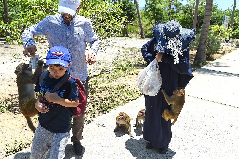 This photo taken on August 22, 2019 shows monkeys clinging to tourists for food at Monkey Island in Nha Trang, central Vietnam. — AFP pic       