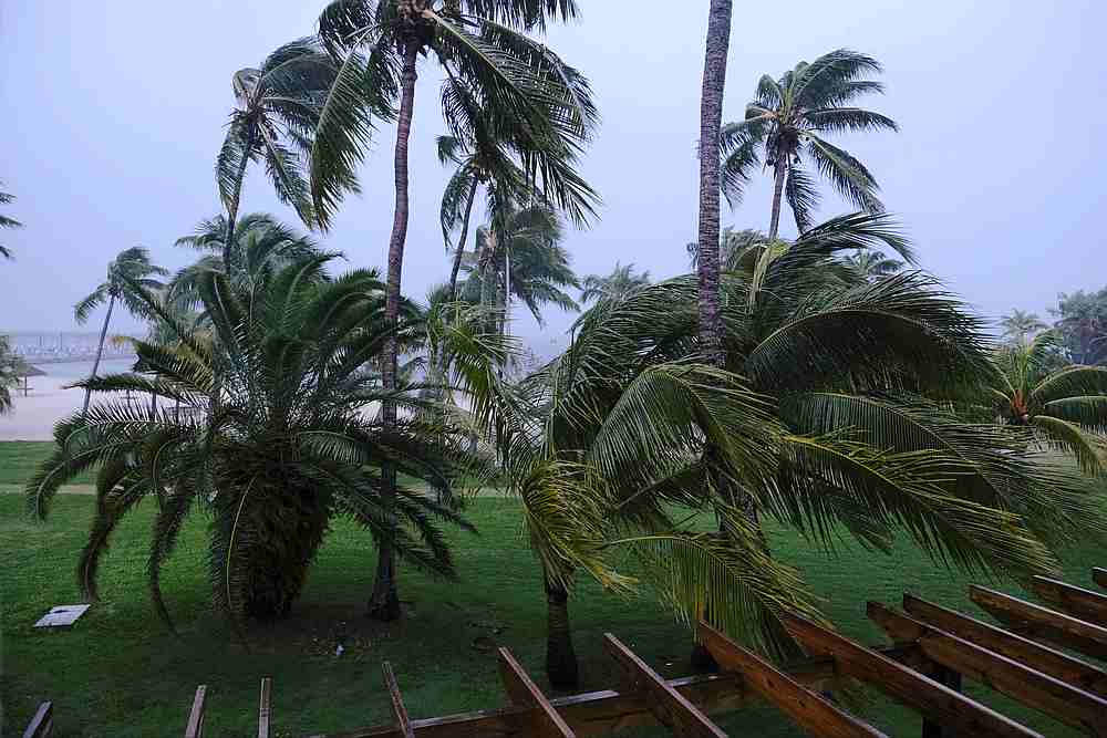 Palm trees blow in the wind during the arrival of Hurricane Dorian in Marsh Harbour, the Great Abaco Island, Bahamas, September 1, 2019. u00e2u20acu201d Reuters pic