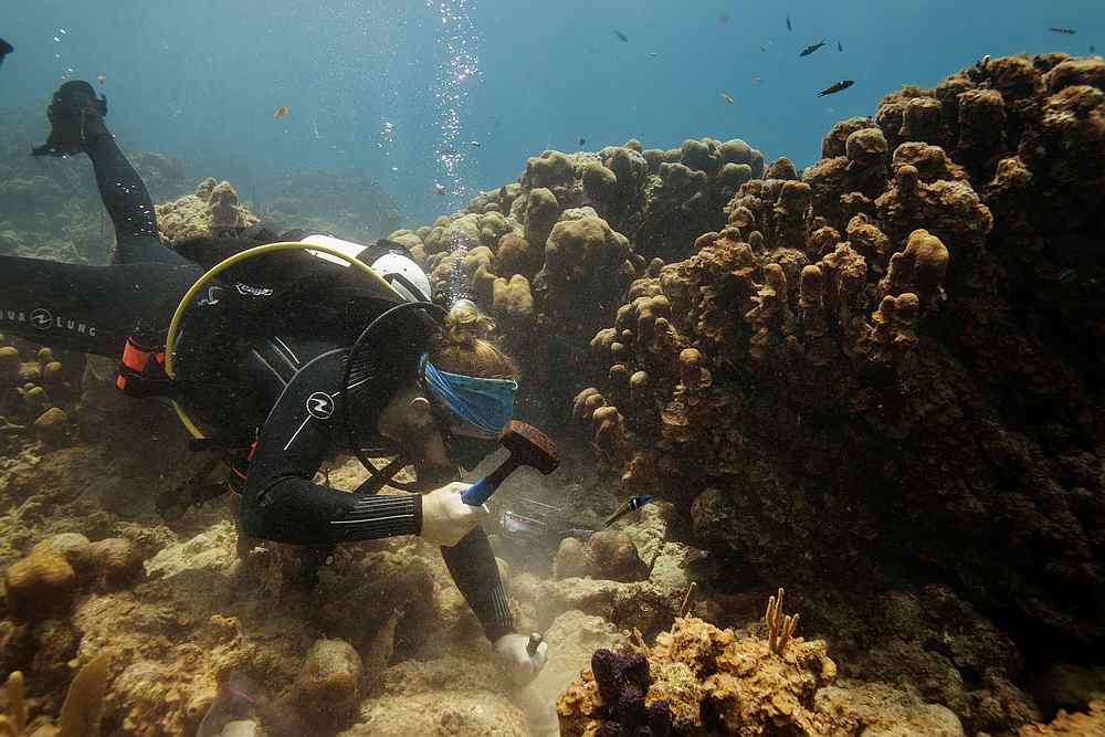 Graduate student Bradley Arrington uses a steel hammer and chisel to remove diseased corals on a trip to inspect corals affected by Stony Coral Tissue Loss Disease (SCTLD) in the US Virgin Islands, May 15, 2019. u00e2u20acu201d Reuters pic