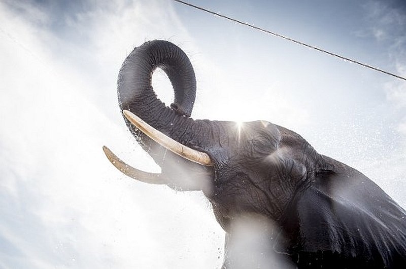 Denmark's government will buy the country's last four circus elephants in order to retire them. u00e2u20acu201d AFP pic
