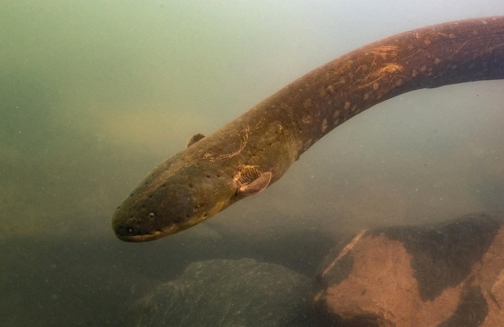 A picture released by Prof Dr Leandro Melo de Sousa on September 9, 2019 shows an electric eel (Electrophorus Voltai). u00e2u20acu2022 Prof Dr Leandro Melo de Sousa/AFP pic