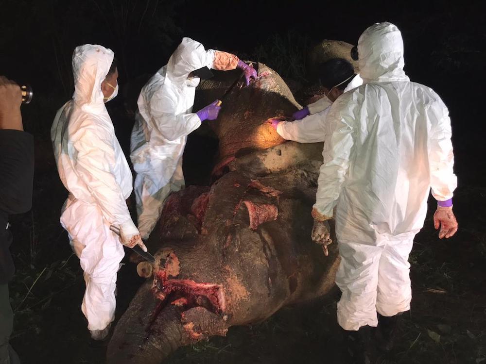 Veterinarians and officers from the Sabah Wildlife Department conduct a post-mortem on the dead elephant. u00e2u20acu201d Picture courtesy of Sabah Wildlife Department 