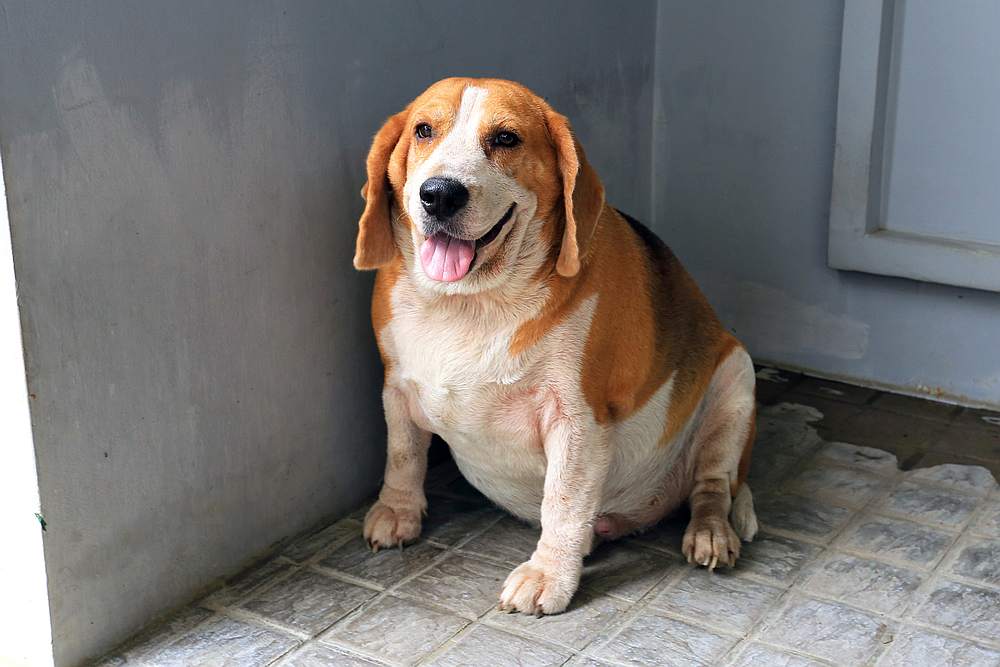 On average, overweight dogs live 1.3 years less than dogs on restrictive diets. u00e2u20acu201d Dejchai Kulawong/IStock.com pic via AFP