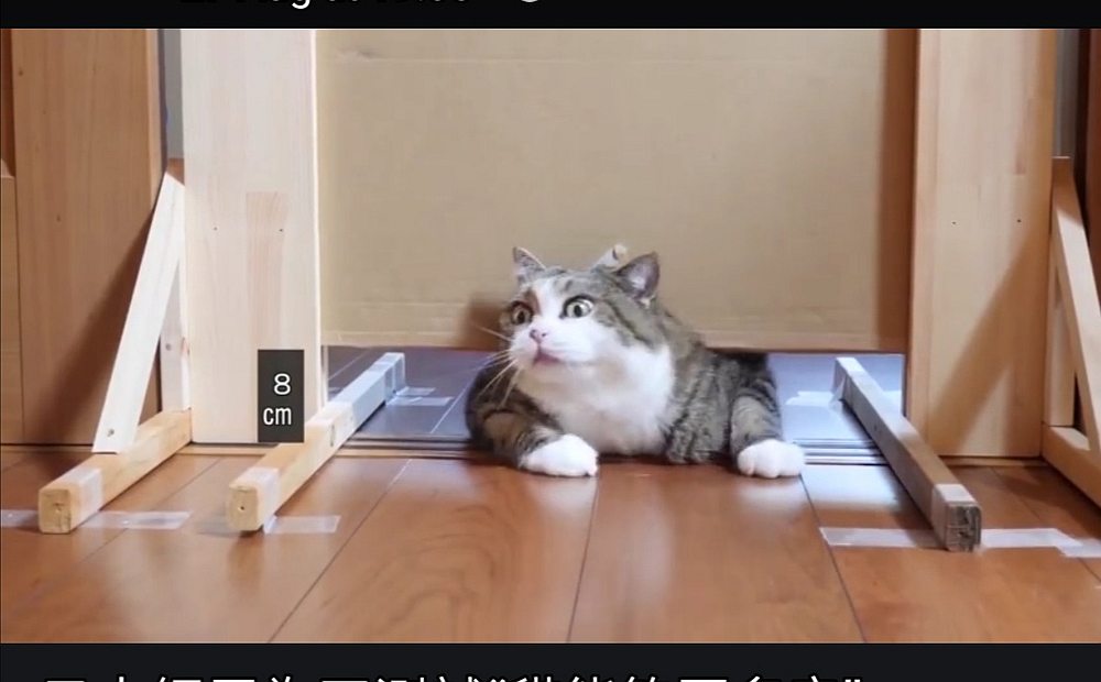 Hana the cat shows tight spots are not a problem to her. She can squeeze through a 8cm gap. u00e2u20acu201d Screenshot from Facebook video