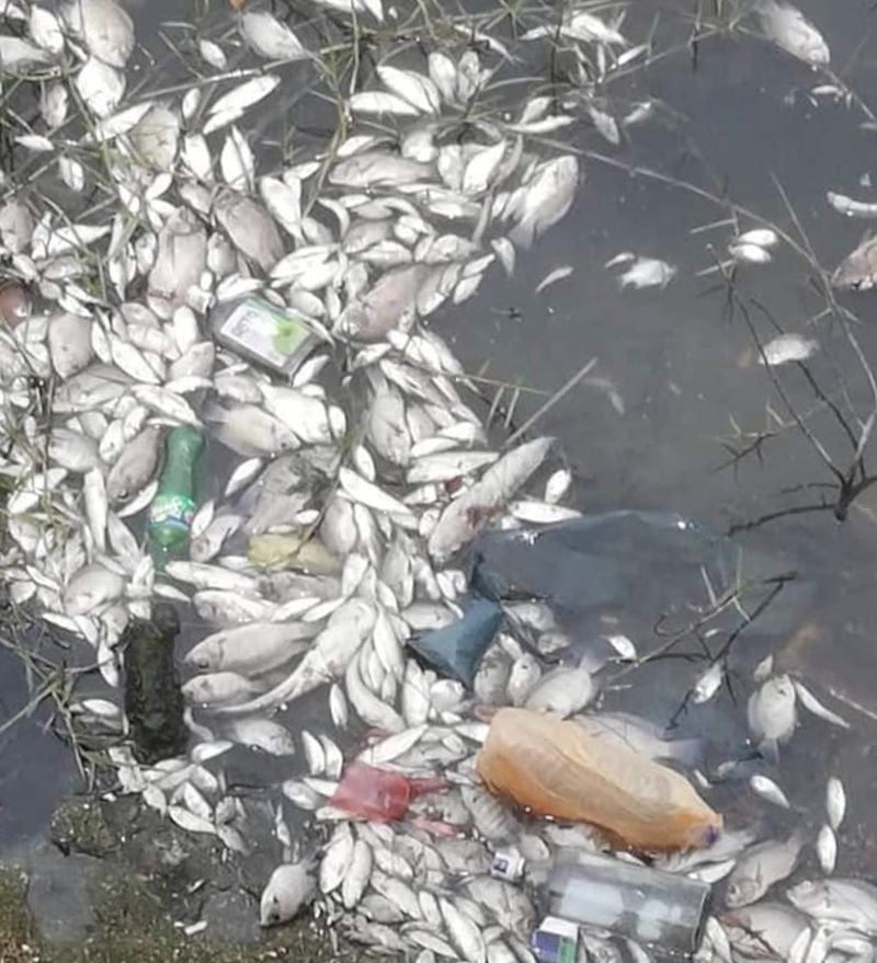 The dead fish that were washed ashore on Lido Beach, fronting the Sultanah Aminah Hospital near the Johor Baru city centre last Friday. u00e2u20acu201d Picture via Facebook
