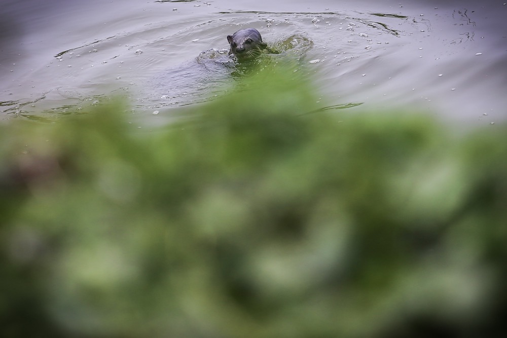 A group of otters is spotted in a lake at Taman Tasik Metropolitan Kepong. — Picture by Hari Anggara
