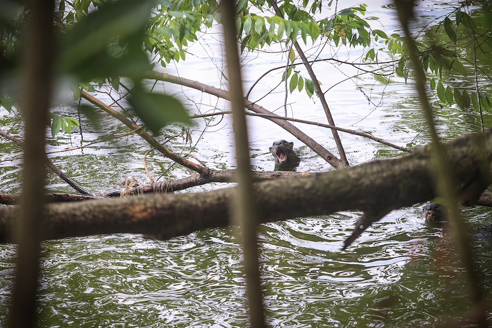 A group of otters is spotted in a lake at Taman Tasik Metropolitan Kepong. — Picture by Hari Anggara