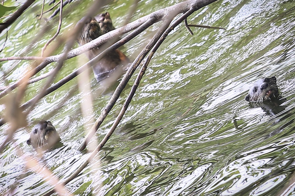 A group of otters is spotted in a lake at Taman Tasik Metropolitan Kepong. u00e2u20acu201d Picture by Hari Anggara