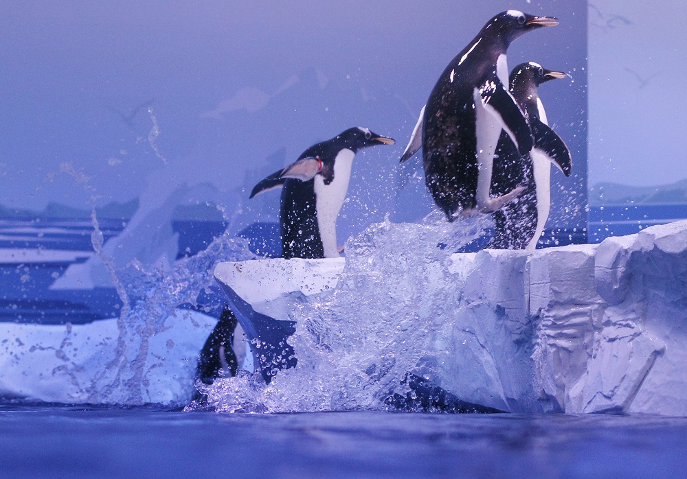 Gentoo penguins leap out of the water in their enclosure during a media presentation at the Sea Life London Aquarium May 18, 2011. u00e2u20acu201d Reuters pic