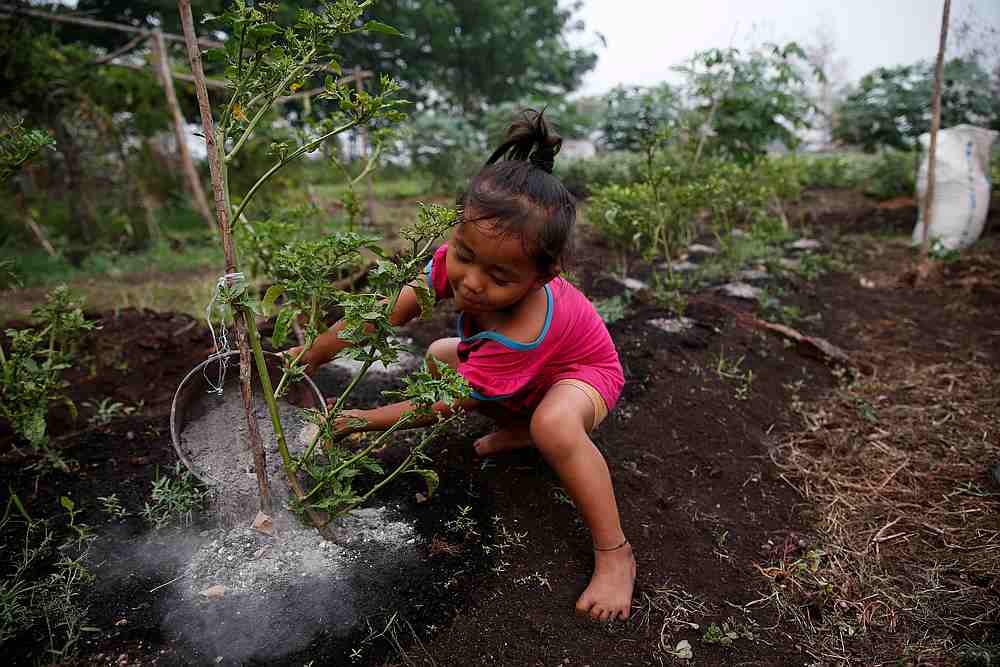 Raniatil Wada, a three-year-old girl, pours ash from burnt trees and peatland soil onto a chilli plant as she helps her father at Sebangau district, Central Kalimantan province, Indonesia, September 18, 2019. — Reuters pic