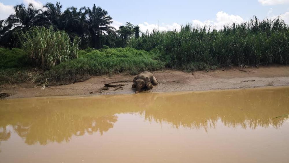 The body of the elephant which was photographed floating in the river was found by wildlife officers in a seated position. u00e2u20acu201d Photo courtesy of Sabah Wildlife Department
