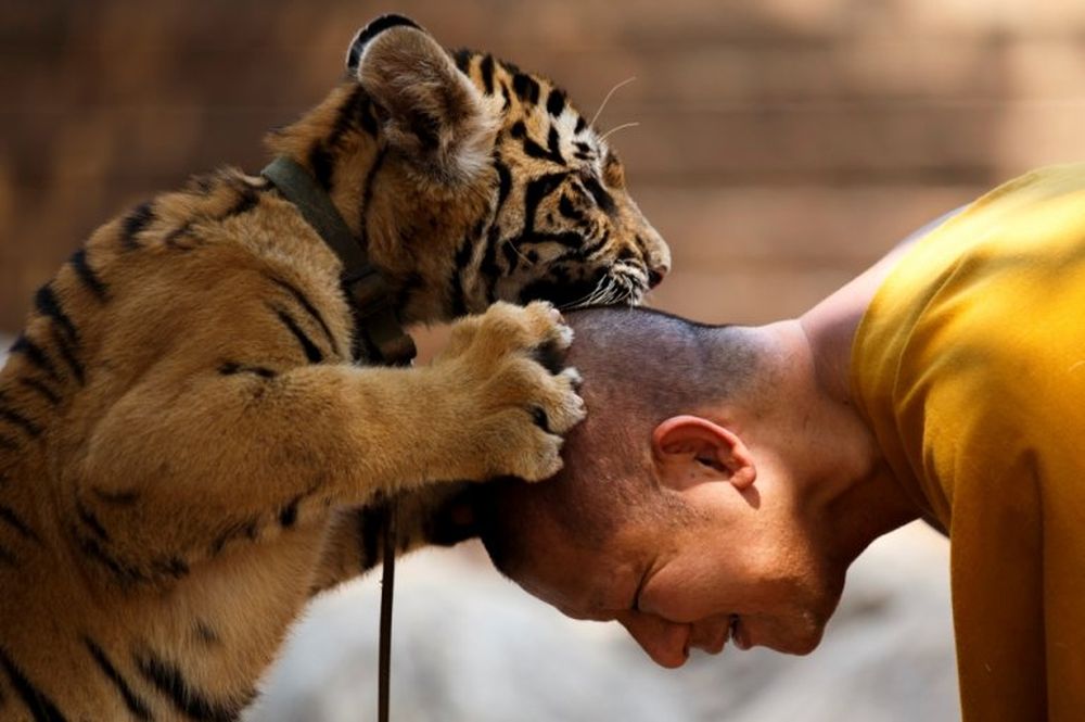 A Buddhist monk plays with a tiger at the Wat Pa Luang Ta Bua, otherwise known as Tiger Temple, in Kanchanaburi province February 12, 2015. u00e2u20acu201d Reuters file pic
