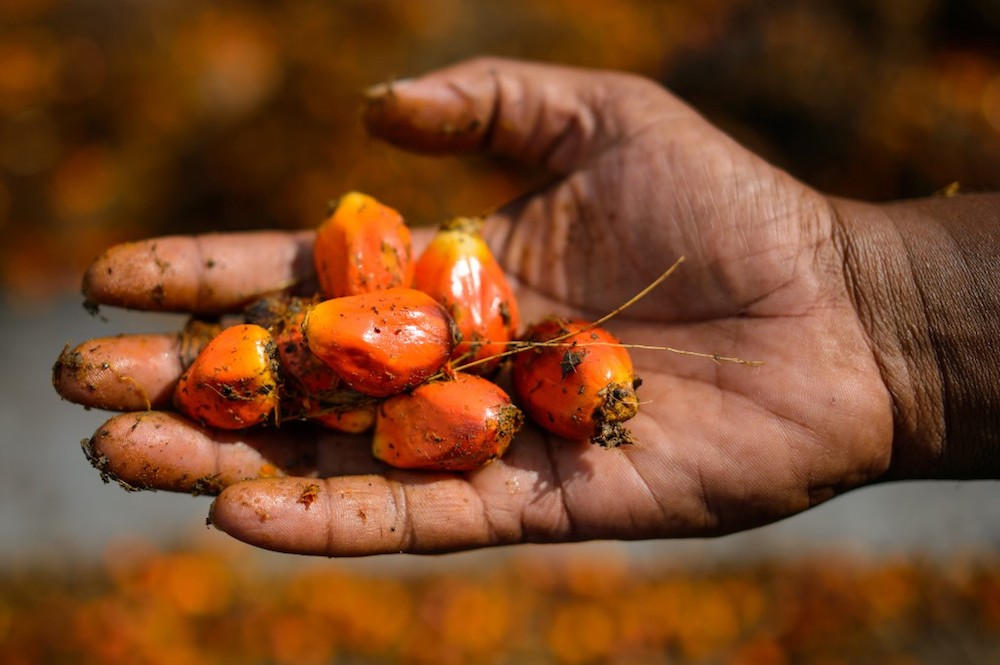 A worker shows palm oil fruits at a factory in Sepang November 20, 2014. u00e2u20acu201d AFP pic