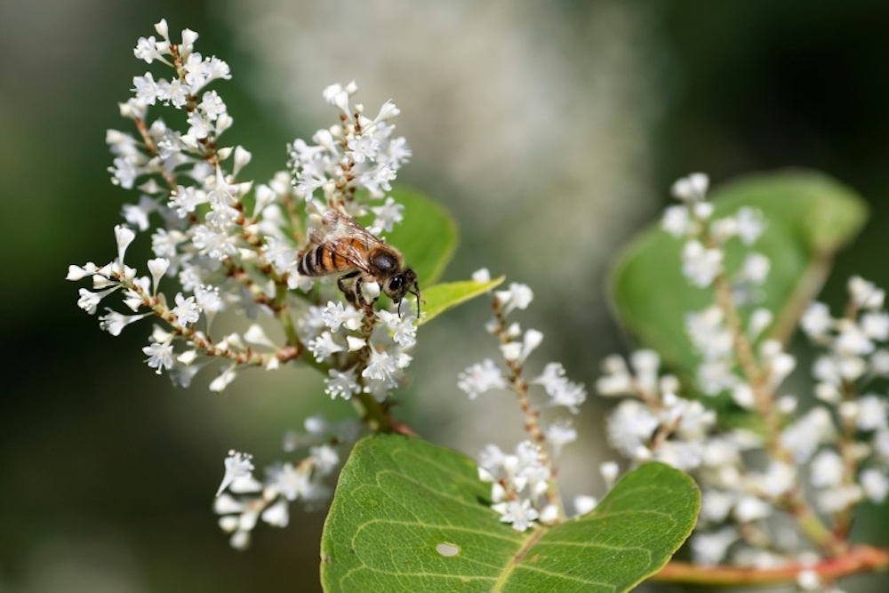Beekeepers in Italy have seen 'repeated poor harvests over the past seven years'. u00e2u20acu201d AFP pic