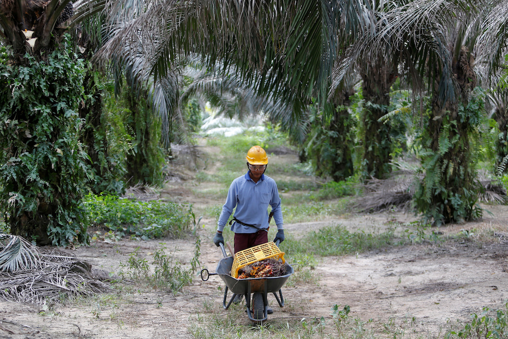 A worker collects palm oil fruits at a plantation in Bahau, Negri Sembilan January 30, 2019. u00e2u20acu201d Reuters pic