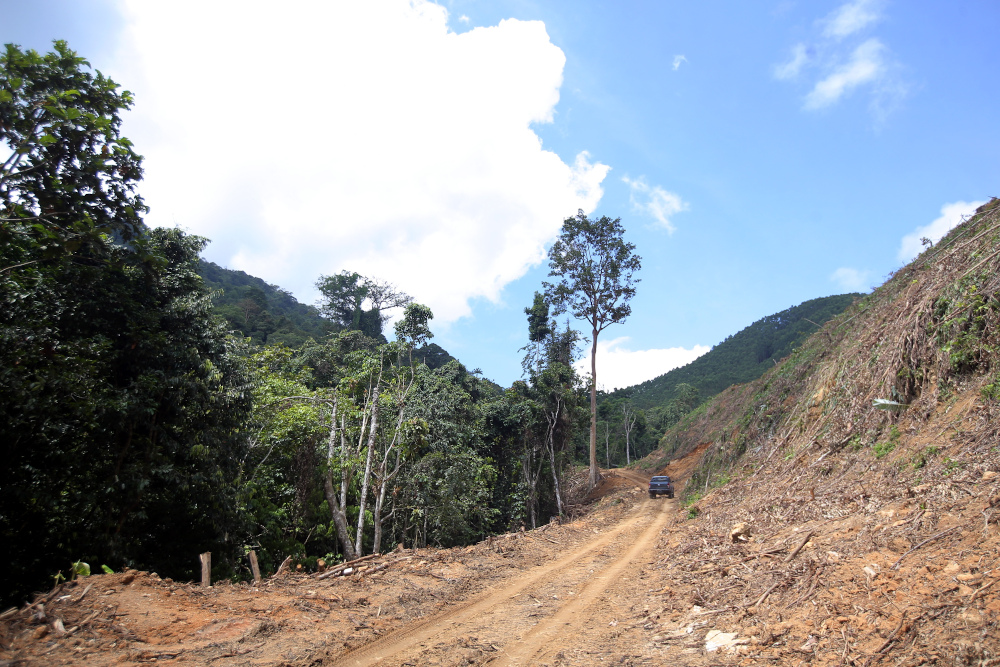 The owner of Permaculture Farm, Vladislav Kuta, shows the neighbouring land which was cleared for monoculture plantation near their sustainable farm October 1, 2019. — Picture by Farhan Najib 