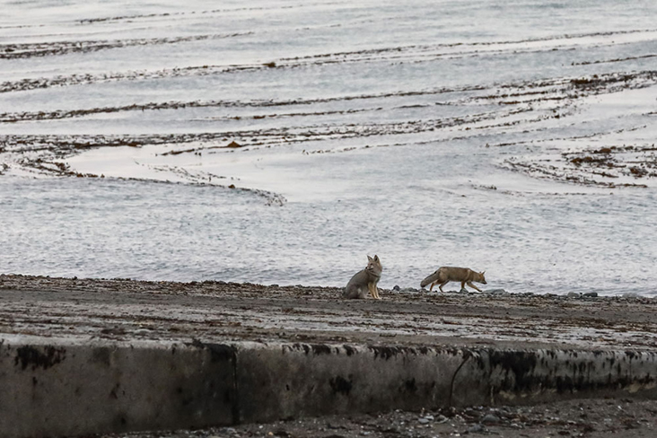 South American grey foxes wander near the ferry, scavenging.