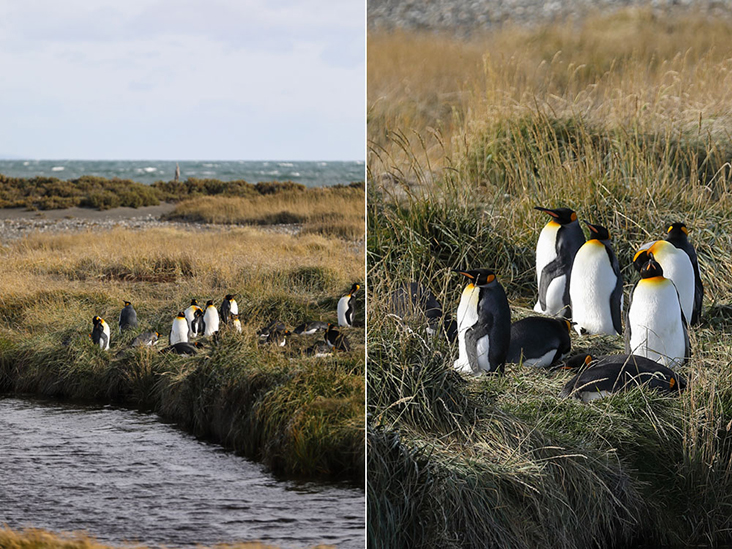 The southernmost colony of king penguins in the world.