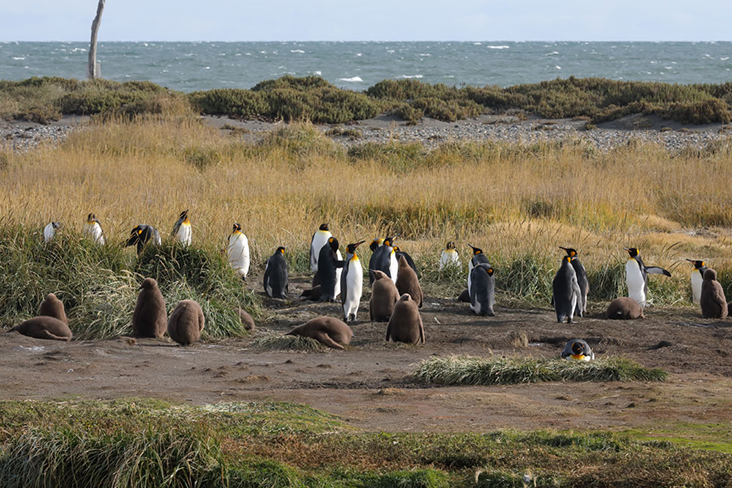 Juveniles, distinguishable thanks to their brown plumage, amongst the adult king penguins.