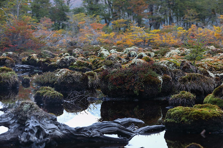 Peat bogs can be found in many parts of the nature reserve