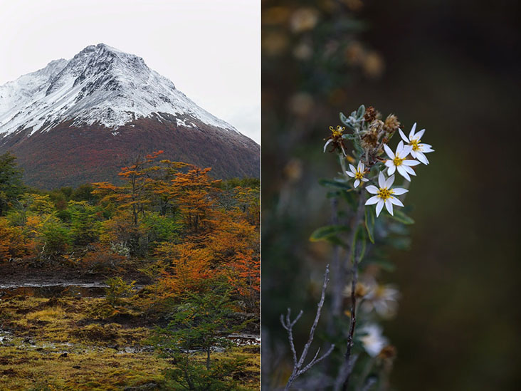 Autumnal colours (left); 'fachine', a species of daisies native to Tierra del Fuego (right)