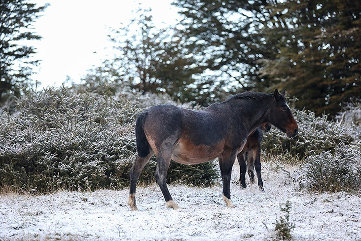 Don’t be alarmed to encounter some horses during your nature ramble