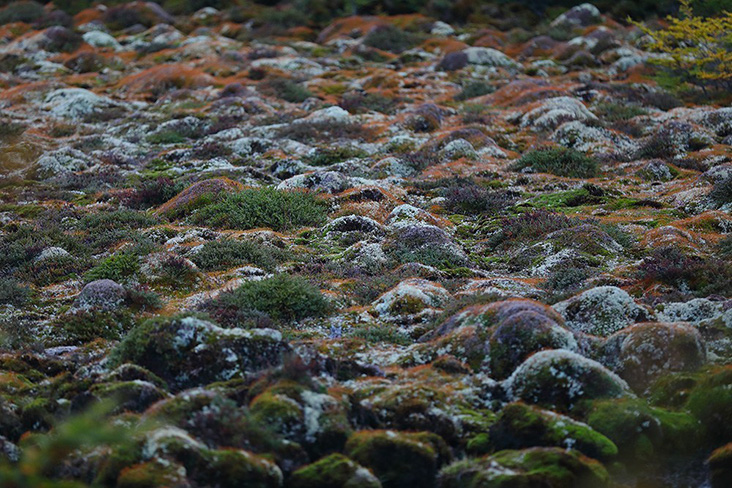 The ground is often covered with sphagnum moss that favours the low temperatures