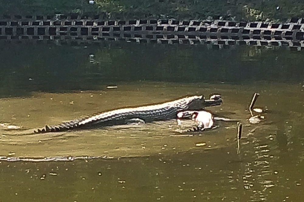 This undated picture shows a specimen of a river-dwelling crocodile, known as Gharial, in a enclosure at the Rajshahi Zoo, in Bangladeshu00e2u20acu2122s western city of Rajshahi. u00e2u20acu201d AFP pic  