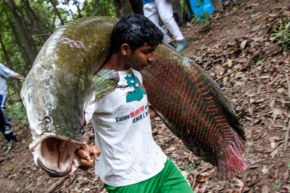 Handout picture released shows a fisherman carrying a large pirarucu fish at the Amana Sustainable Develpment Reserve, in Amazonas State, northern Brazil November 26, 2018. u00e2u20acu201d Bernardo Oliveira/Mamiraua Institute of Sustainable Development/AFP pic