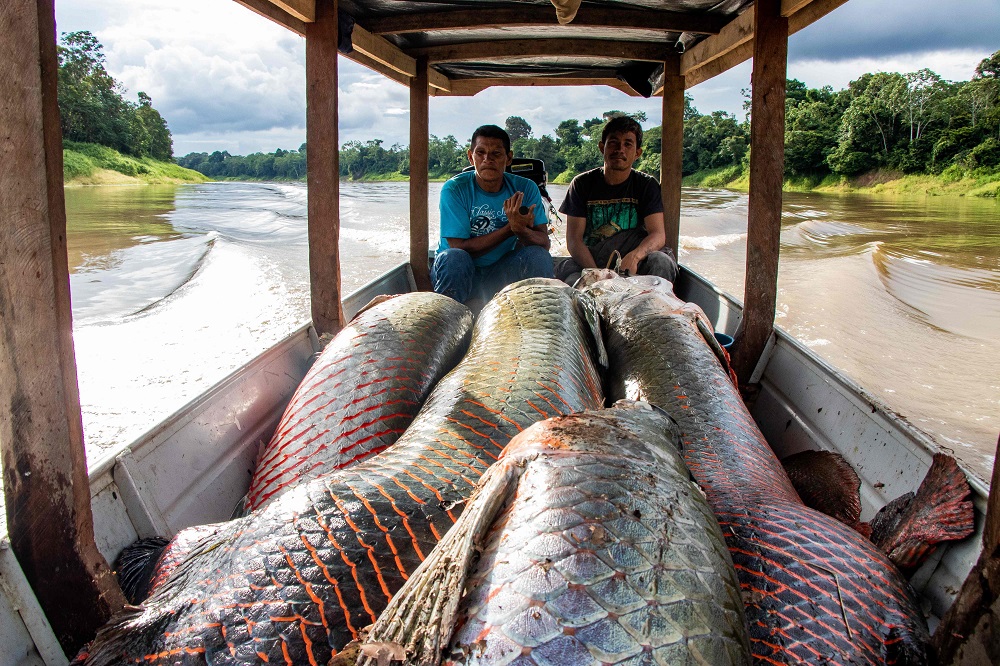 Handout picture released by the Mamiraua Institute of Sustainable Development showing fishermen sailing with their Pirarucu (Arapaima gigas) fish catch at the Amana Sustainable Develpment Reserve, in Amazonas State, northern Brazil November 26, 2018. — Bernardo Oliveira/Mamiraua Institute of Sustainable Development/AFP pic