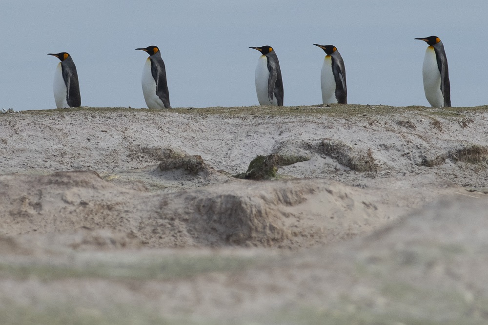 King penguins are seen at Volunteer Point, north of Stanley in the Falkland Islands (Malvinas), a British Overseas Territory in the South Atlantic Ocean October 6, 2019. u00e2u20acu201d AFP pic        