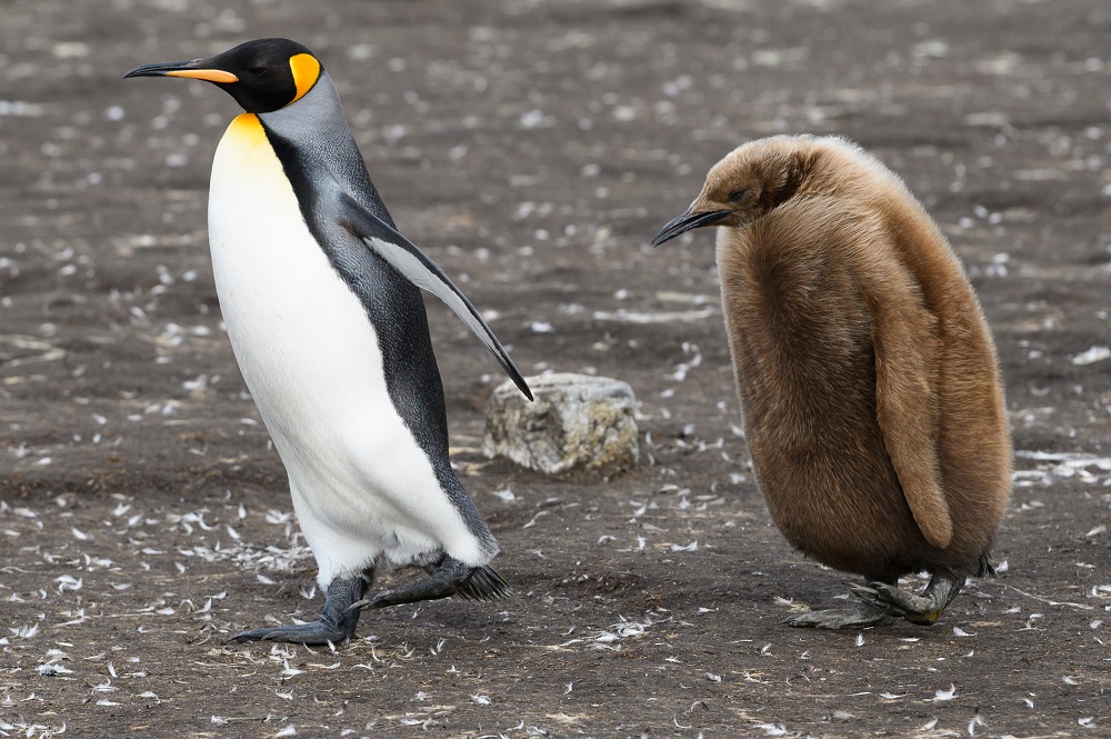 A King penguin and its chick are seen at Volunteer Point, north of Stanley in the Falkland Islands (Malvinas), a British Overseas Territory in the South Atlantic Ocean October 6, 2019. — AFP pic