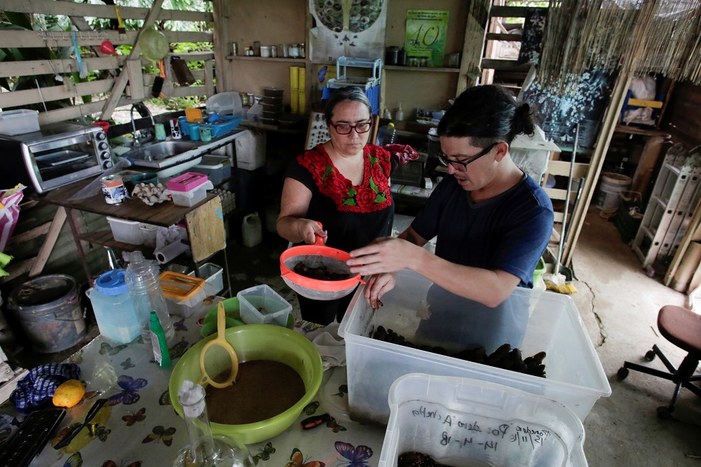 Costa Rican biologist Federico Paniagua and his wife Gabriela work on their insect farm for human consumption, as he is promoting the ingestion of a wide variety of insects, as a low-cost and nutrient-rich food in Grecia, Costa Rica June 22, 2019. ― Reuters pic