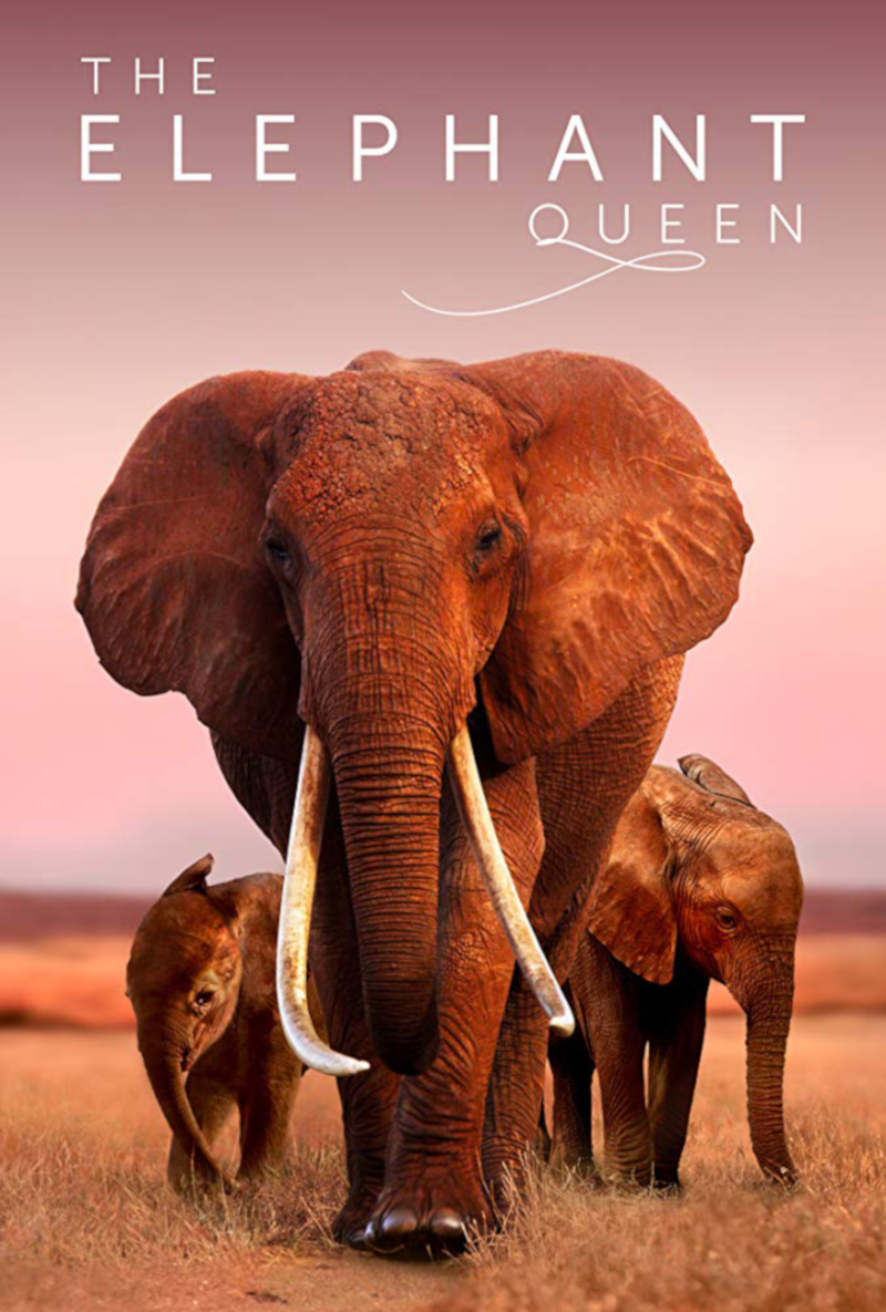 Elephants are the worldu00e2u20acu2122s largest living land animals; ivory bans prevent them from being hunted to extinction. u00e2u20acu201d Picture courtesy of Apple TV+ via AFP-Relaxnews