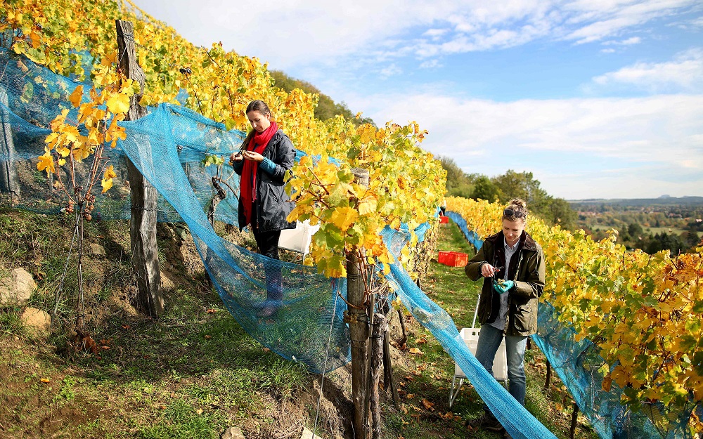 Fibia Olariu (left) and Antje Fabian pick grapes from the vineyards during the harvesting in Pillnitz near Dresden, eastern Germany October 17, 2019. u00e2u20acu201d AFP pic     