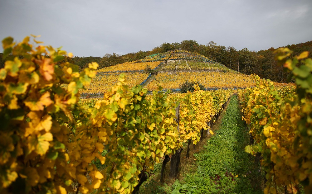 A general view of the vineyard of winemaker Klaus Zimmerling is seen in Pillnitz near Dresden, eastern Germany October 17, 2019. — AFP pic