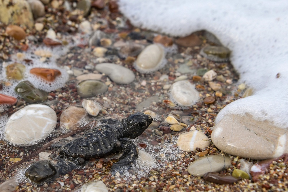 A newborn loggerhead turtles (Caretta caretta) heads towards the sea after got free from their eggshells at a beach in Kyparissia, south west Greece September 23, 2019. u00e2u20acu2022 AFP pic  