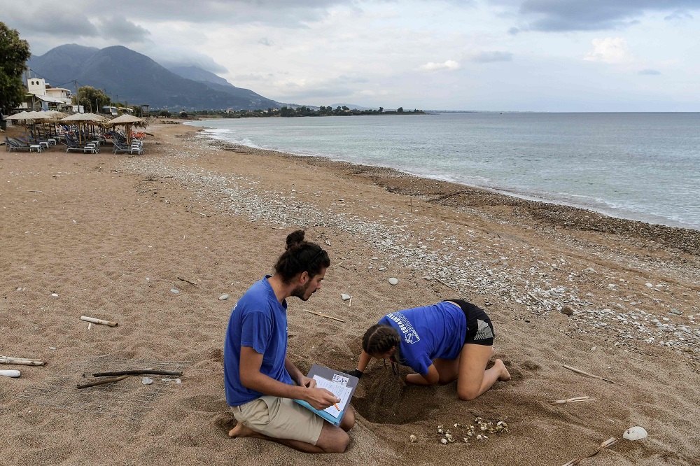 A volunteer from the Archelon NGO searches at a nest for alive newborn sea turtles on a beach in Kyparissia, south west Greece September 23, 2019. ― AFP pic  