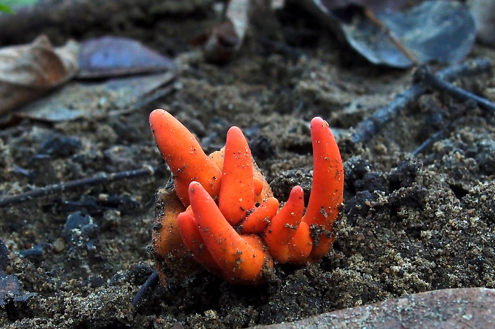 This undated handout picture taken by Ray Palmer and released by James Cook University Australia on October 3, 2019 shows Poison Fire Coral fungus growing in Redlynch Valley, a suburb of Cairns. u00e2u20acu201d Ray Palmer/James Cook University Australia/AFP pic  