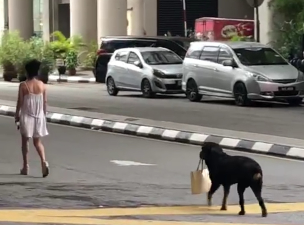 A Rottweiler was caught on camera holding its owneru00e2u20acu2122s handbag in the Bukit Bintang area. While some praised the dog, others criticised the owner for allowing the dog to walk without a leash. u00e2u20acu201d Screenshot from Facebook