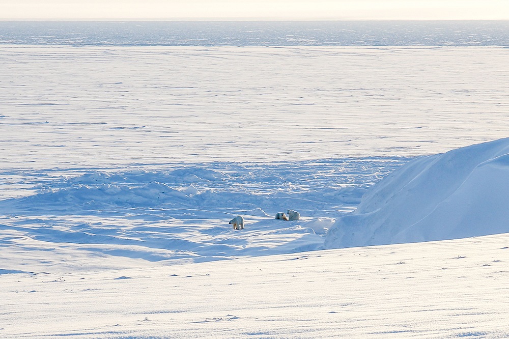 An undated handout picture obtained from the Russian Arctic National Park on March 4, 2019, shows polar bears off the coast of the remote Russian northern Novaya Zemlya archipelago. u00e2u20acu201d Russian Arctic National Park/AFP pic  