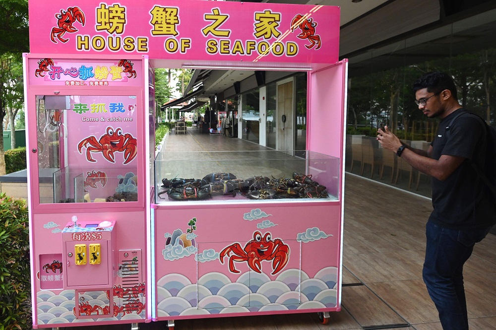 This photograph taken on October 23, 2019 shows a man taking a photo of crabs inside a claw machine at a seafood restaurant in Singapore. u00e2u20acu201d AFP pic        
