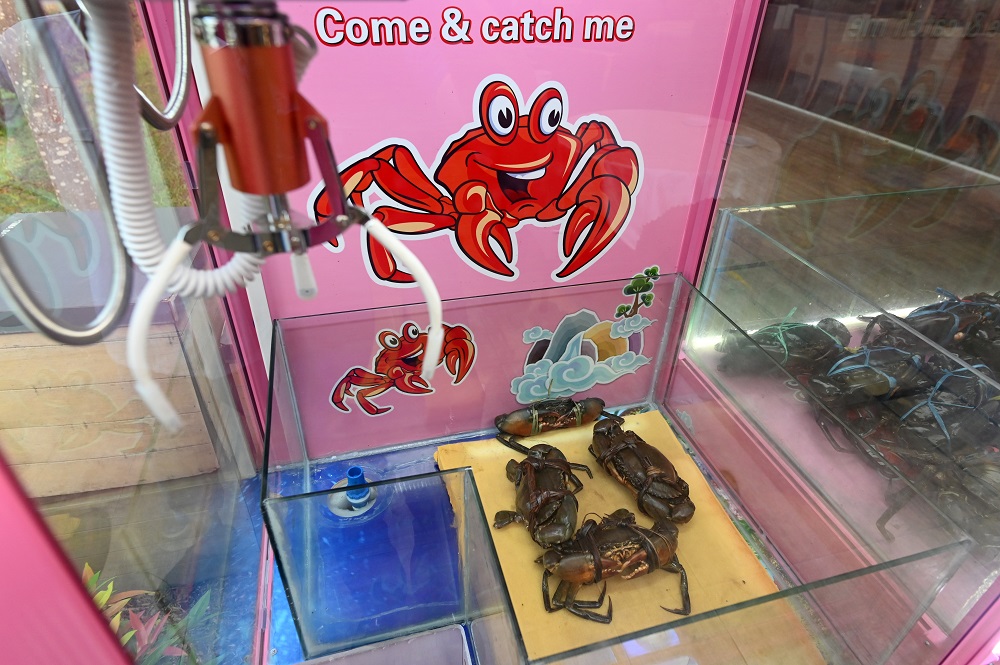 This photograph taken on October 23, 2019 shows crabs inside a claw machine at a seafood restaurant in Singapore. — AFP pic