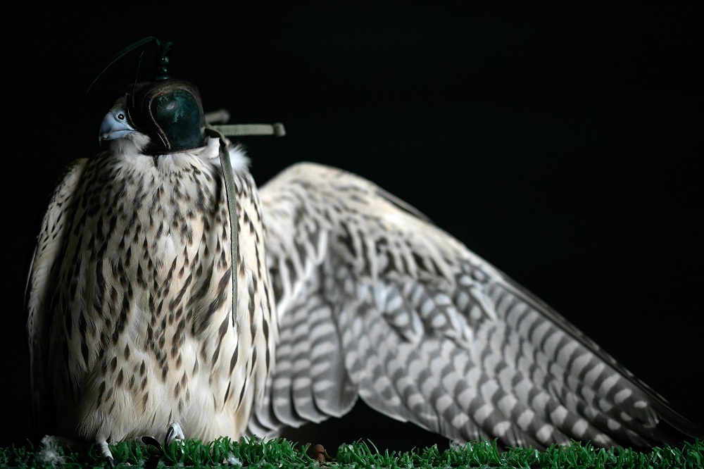 A falcon is pictured at the Nebli Falcon Centre in Fuentespina, Spain August 25, 2019. u00e2u20acu201d AFP pic