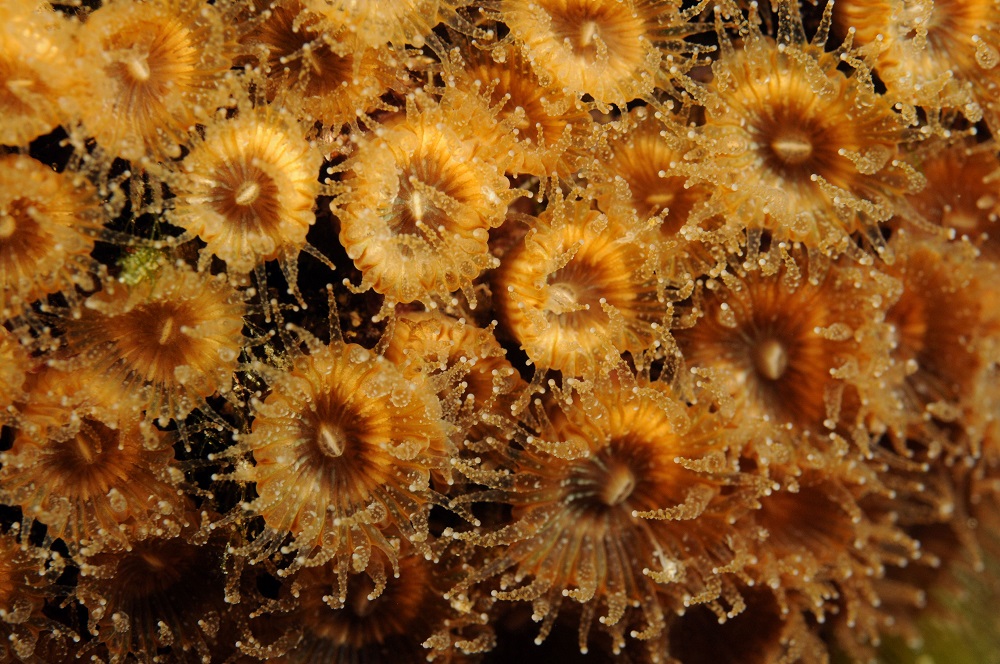 In this undated photo released by Science Advances, Polyps of the coral Cladocora caespitosa are seen underwater near the Columbretes Islands in the Mediterranean sea. u00e2u20acu201d Diego K. Kersting/Science Advances/AFP pic